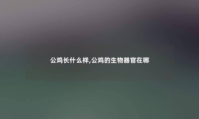 公鸡长什么样,公鸡的生物器官在哪