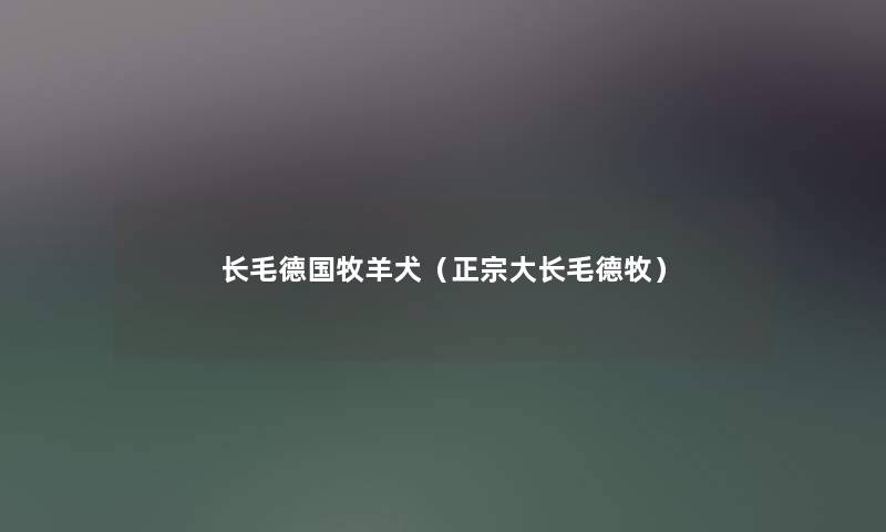 长毛德国牧羊犬(正宗大长毛德牧) 长毛德国牧羊犬(正宗大长毛德牧)